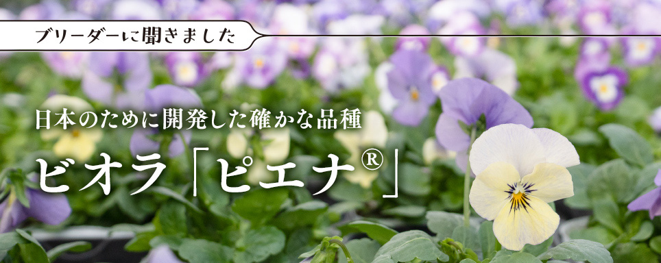 >ブリーダーに聞きました 日本のために開発した確かな品種 ビオラ「ピエナ(R)」