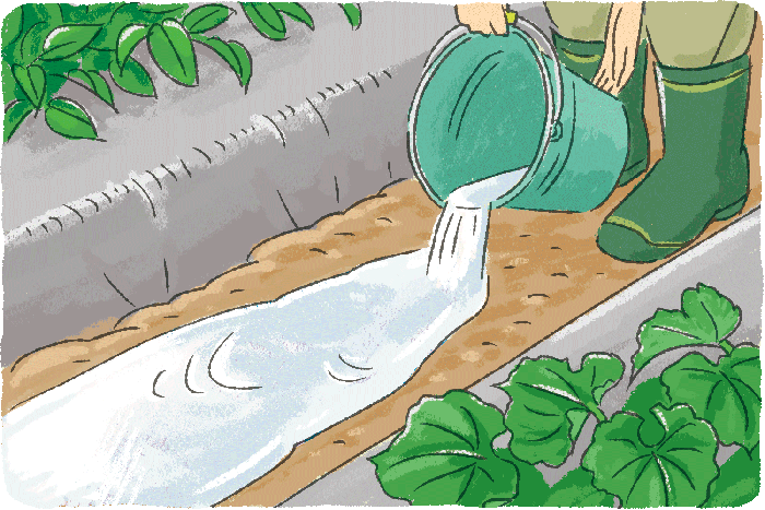 小島さん「水やりは日中を避け、畝間に流し込みます」