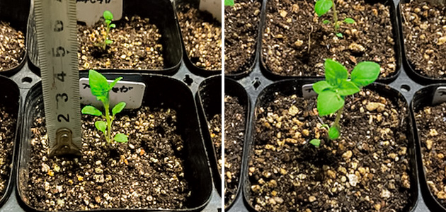 宮城県K様より、プチじゃが発芽の様子の比較。左：種まきから22日（高さ4cm程度に育ったプチじゃがの芽）　右：種まきから29日（葉が増えてきたプチじゃがの芽）