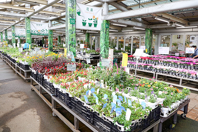 屋外 花鉢・花壇草花売り場