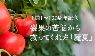 王様トマト20周年記念 裂果の苦悩から救ってくれた「麗夏」