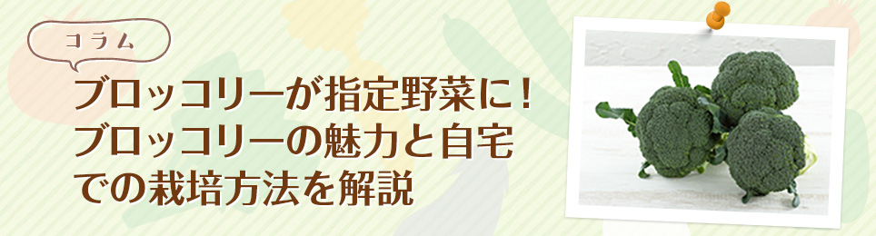 ブロッコリーが指定野菜に！ブロッコリーの魅力と自宅での栽培方法を解説