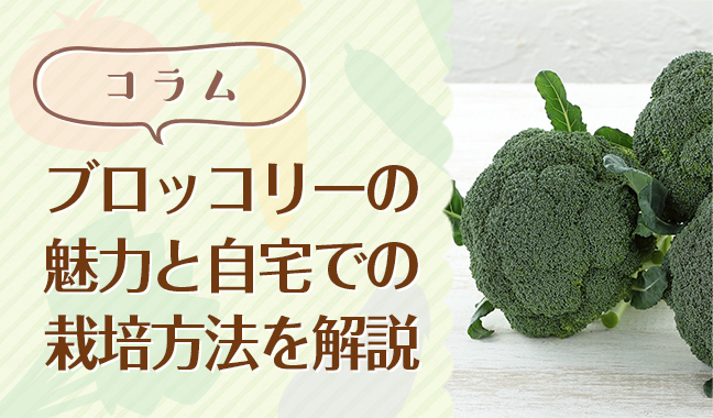 ブロッコリーが指定野菜に！ブロッコリーの魅力と自宅での栽培方法を解説