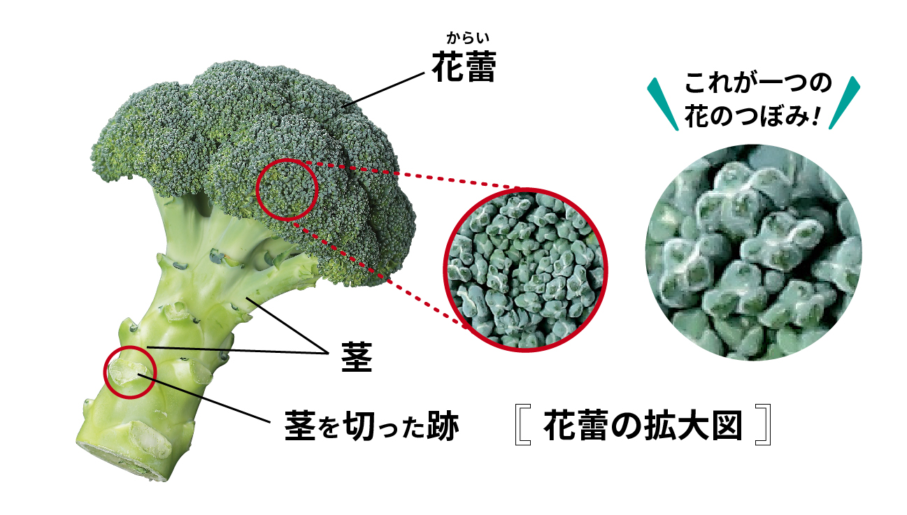 ブロッコリーの解説