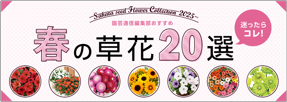 迷ったらコレ！ 園芸通信編集部おすすめ 春の草花20選