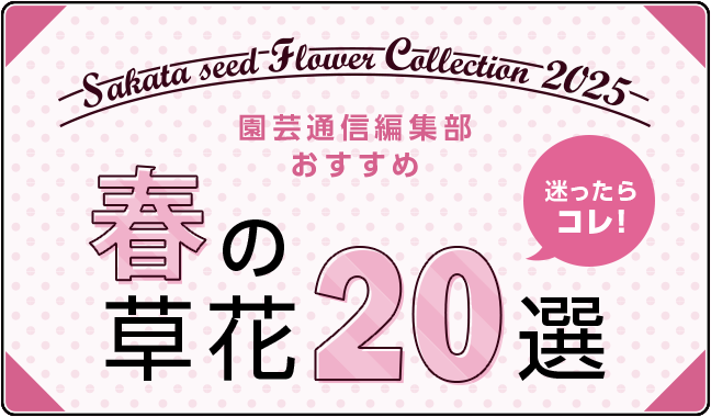 迷ったらコレ！ 園芸通信編集部おすすめ 春の草花20選