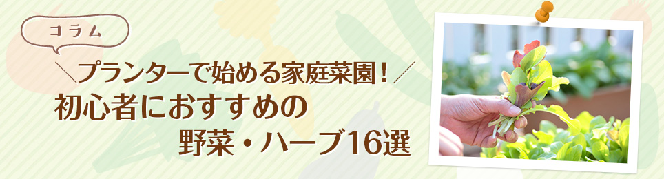 初心者向けプランター栽培の方法