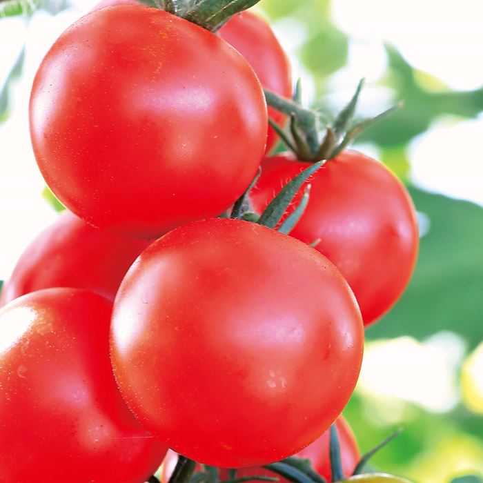 中玉トマト「夏てまり」
