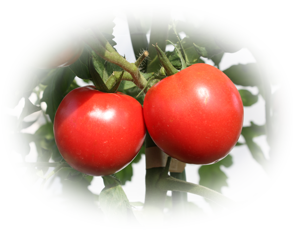 大玉トマト「つよまる」