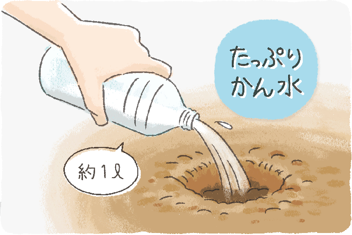 穴を掘ったら植え付ける前にたっぷり水を注いでください。植え付け直後は水をかけすぎません。
