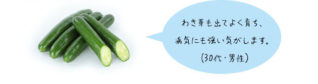 キュウリ「夏バテ知らず」わき芽も出てよく育ち、病気にも強い気がします。(30代・男性)