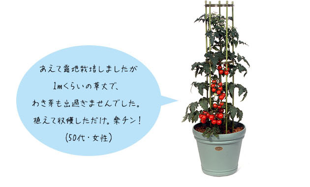 ミニトマト「キャロルツリー」あえて露地栽培しましたが1mくらいの草丈で、わき芽も出過ぎませんでした。植えて収穫しただけ。楽チン!(50代・女性)