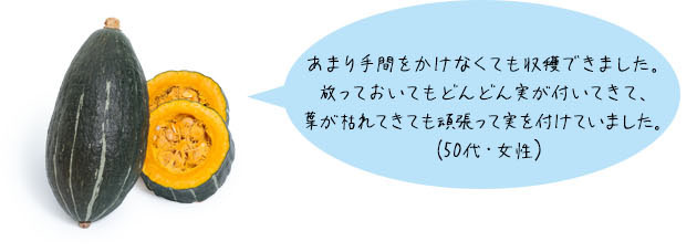 カボチャ「スイートタックル®」あまり手間をかけなくても収穫できました。放っておいてもどんどん実が付いてきて、葉が枯れてきても頑張って実を付けていました。(50代・女性)