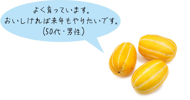 マクワウリ「すっきりメロン」よく育っています。おいしければ来年もやりたいです。(50代・男性)