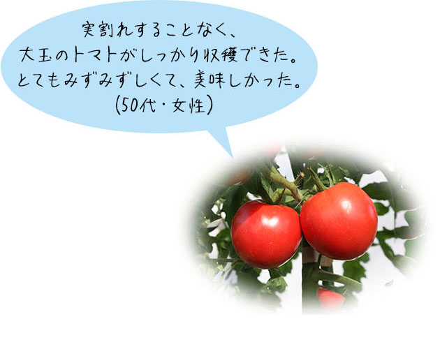 大玉トマト「つよまる®」実割れすることなく、大玉のトマトがしっかり収穫できた。とてもみずみずしくて、美味しかった。(50代・女性)